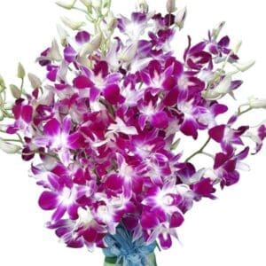 Purple Orchids in a vase, close up