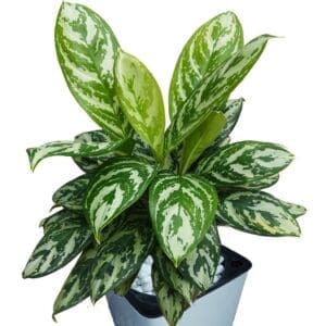 Aglacnema in a pot close-up