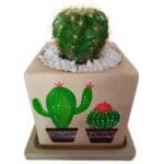 Cactus In Hand Painted Pot