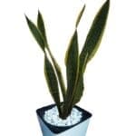 Snake Plant In Pot close